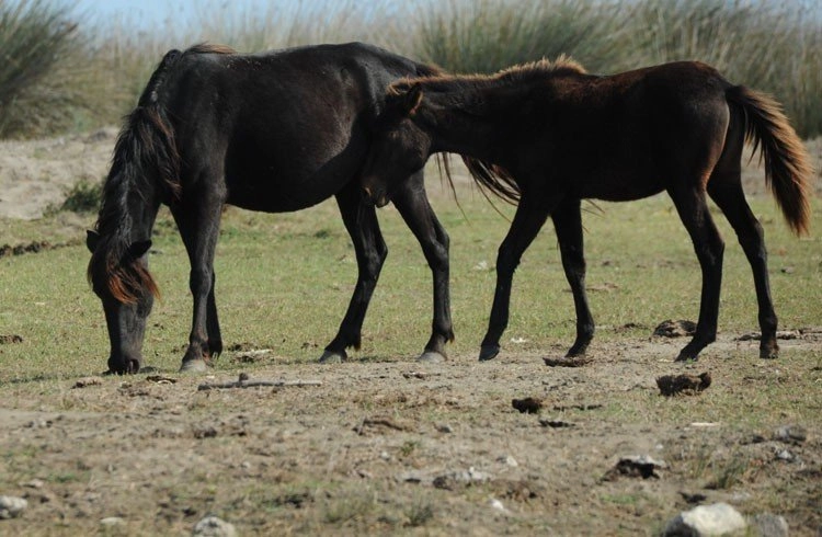Kızılırmak Deltası'nın yılkı atları Görseli