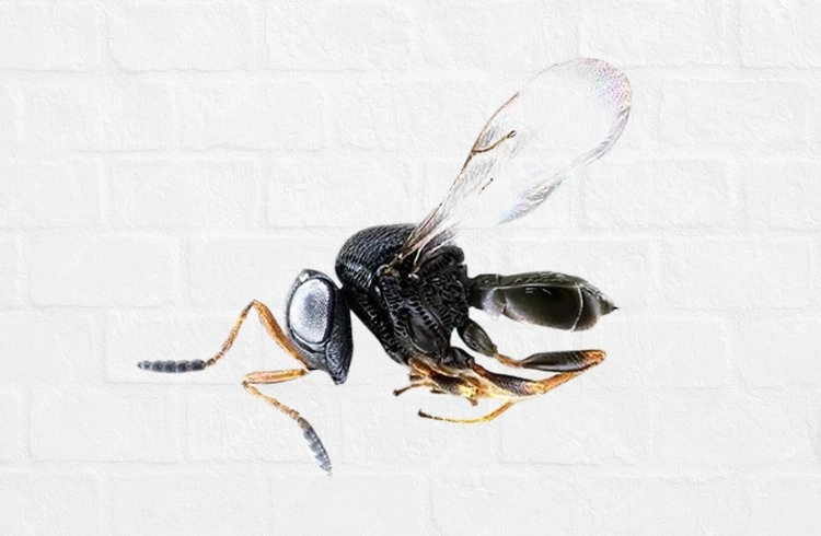 Samuray arıları bal arılarına zarar vermiyor Görseli