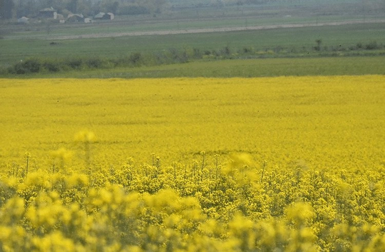 Kanolalar  Çiçek Açtı, Bafra Ovası’nda Tarlalar Sarıya Büründü Görseli