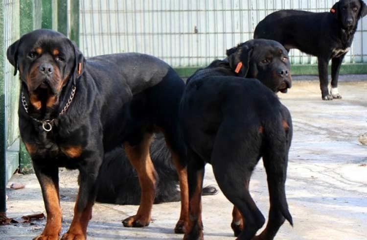 Pitbull cinsi köpekler için yeni koruma alanı Görseli