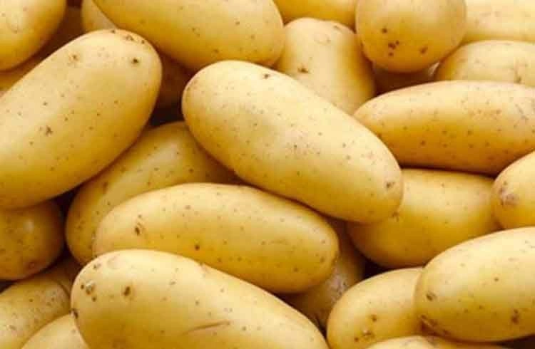 Patates yetiştiriciliği Görseli