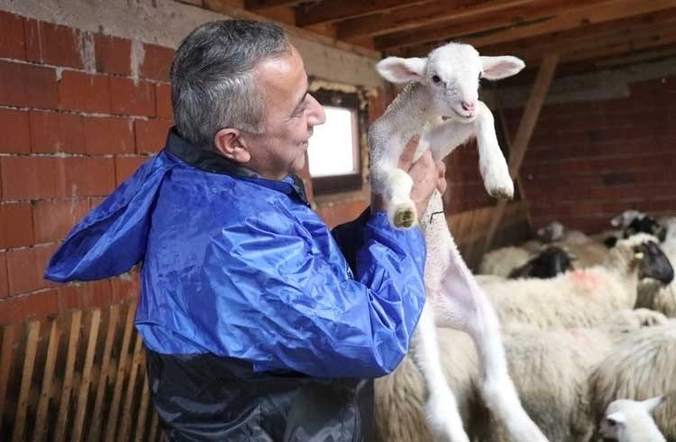 Yerel ırk koyun keçi yetiştiricisine destek Görseli