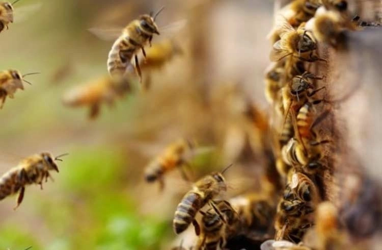Arı kolonilerinde besin kontrolü ve besleme Görseli