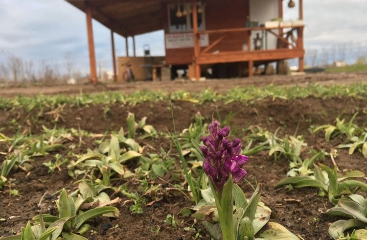 'Salep Orkidesi'nin hasadı başladı Görseli
