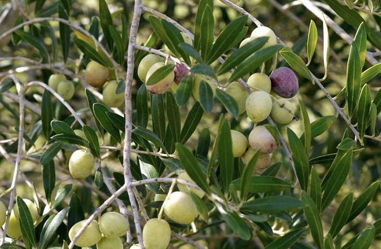 Samsun’da zeytin tarımı tekrardan canlanıyor Görseli