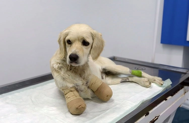 Patileri kesilen köpeğin tedavisine Ankara'da devam edilecek Görseli