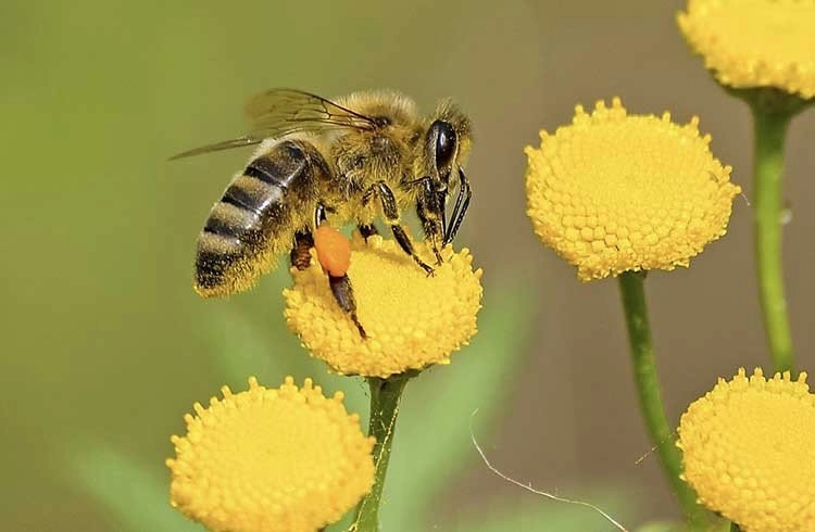 Bal arısının ekonomik önemi Görseli