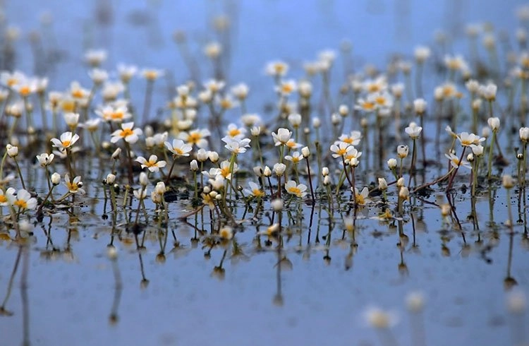 Kızılırmak Deltası'nda suda açan çiçekler tanıtım için kullanılıyor Görseli