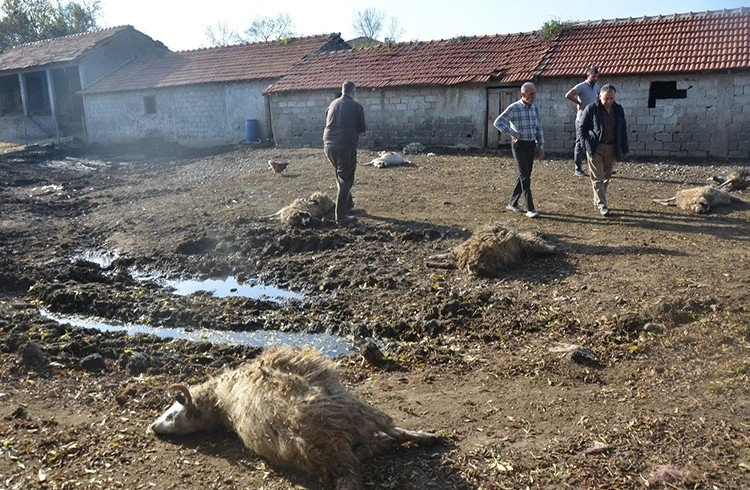 Aç kurtlar ağılın bahçesine girdi  7 koyun telef oldu, 10 koyun yaralandı Görseli