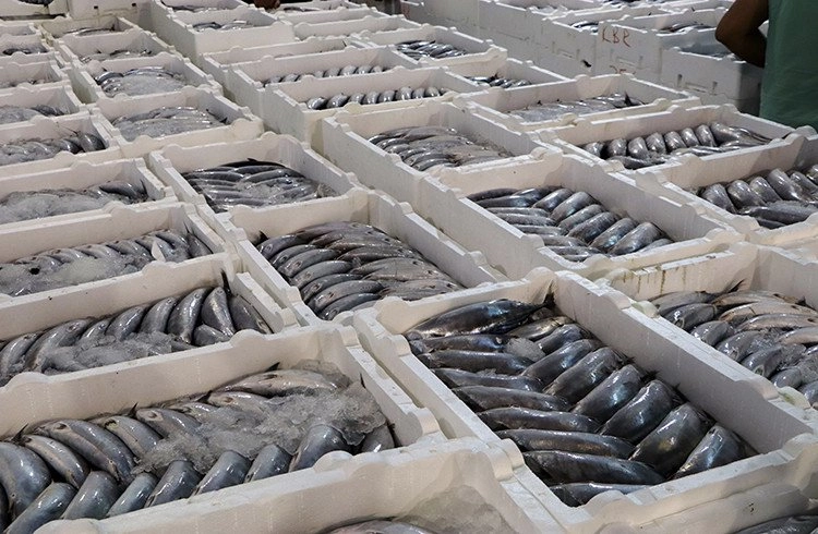 Yasaklara uymayan balıkçılara 400 bin TL ceza Görseli