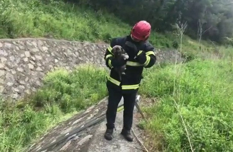 Dereye düşen yavru köpek kurtarıldı Görseli