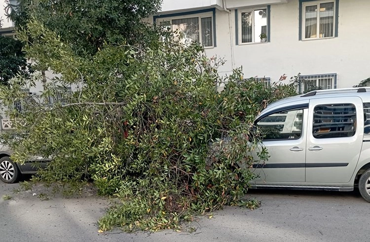 Şiddetli rüzgarda park halindeki araçların üzerine ağaç devrildi Görseli