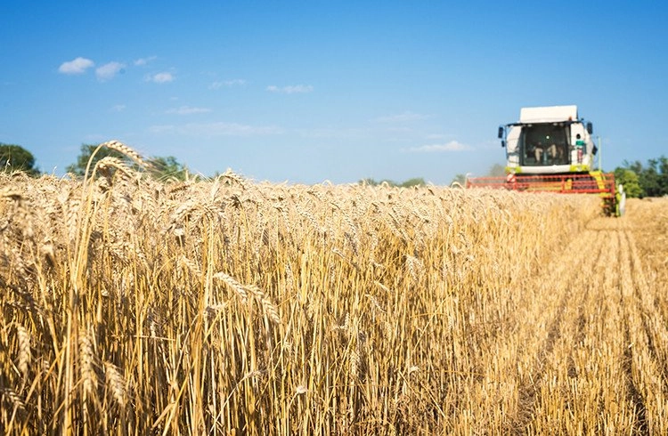 Yerli buğday tohumu dağıtılacak Görseli