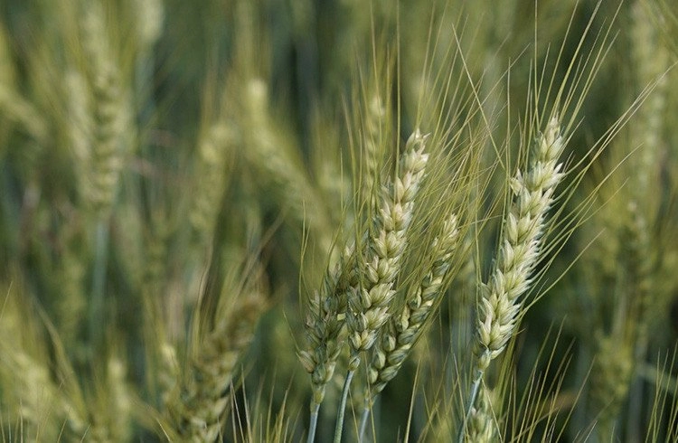 Üreticilere 3,5 Ton Buğday Tohumu Desteği Görseli