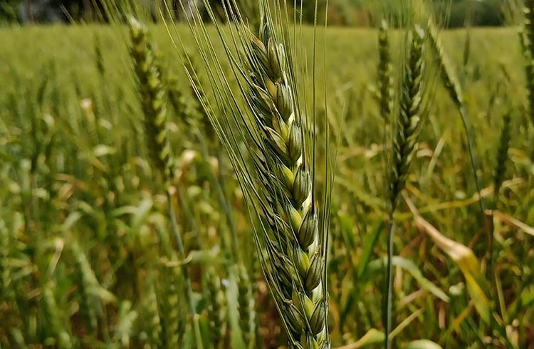 Büyükşehir'den buğday üretimine destek Görseli