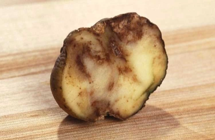 Patates Mildiyosu Görseli