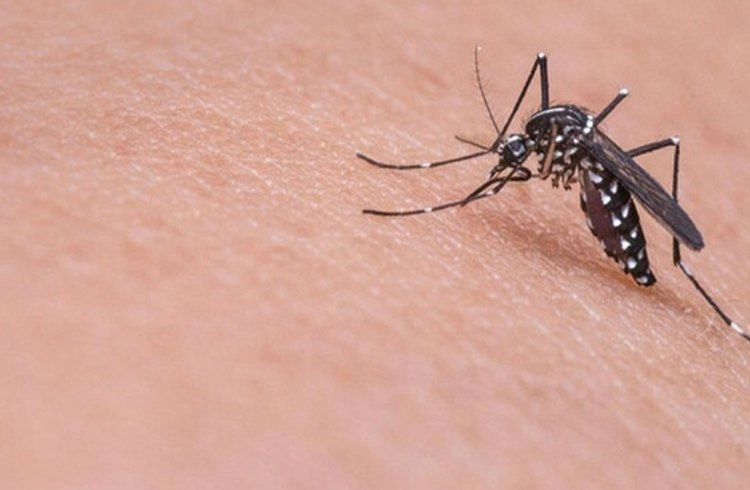 Küresel ısınma, sivrisineklerden bulaşan hastalıkları arttırabilir Görseli
