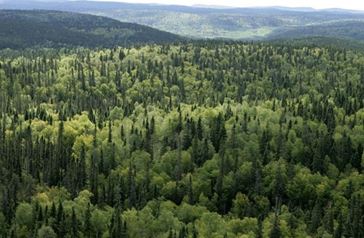 Dünyada 30 yılda Türkiye'nin 5 katı büyüklüğünde orman yok oldu Görseli