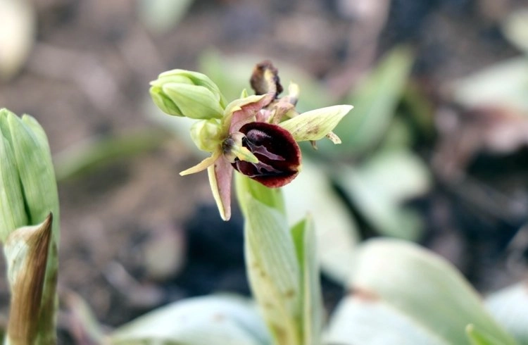 Yabani orkide üreticileri hasat için gün sayıyor Görseli