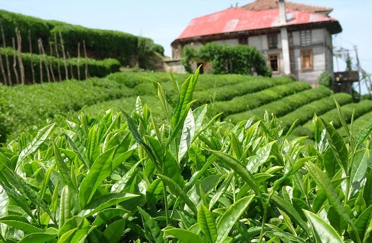 Çay üreticilerine 303 milyon 717 bin liralık destek ödemesi 30 Kasım'da yapılacak Görseli