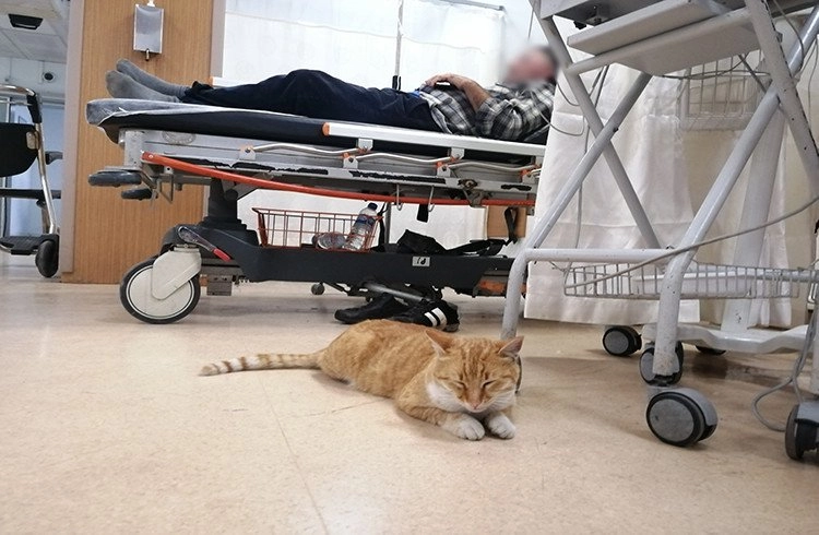 Üşüyen kedi geceyi hastanenin acilinde geçirdi Görseli