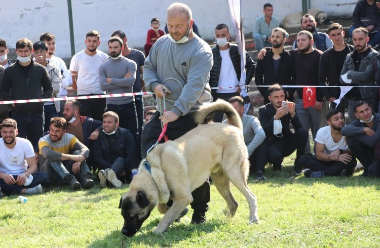 Türk çoban köpeği ırkları, sokak köpekleri için podyuma çıktı Görseli