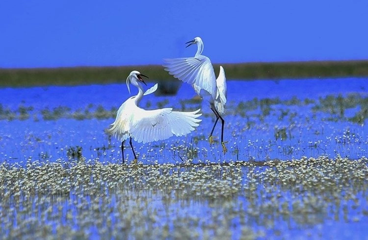 Kızılırmak Deltası göçmen kuşlarla şenlendi Görseli