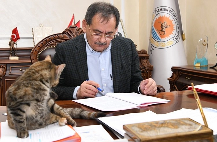 Başkan Demir, kedi sahiplendi Görseli