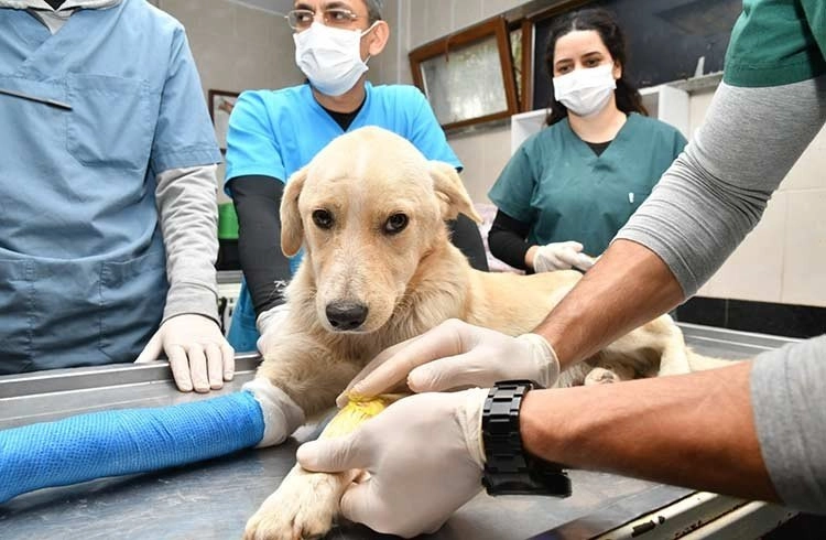 Samsun’da 10 ayda 2 bin 83 sokak hayvanı tedavi edildi Görseli
