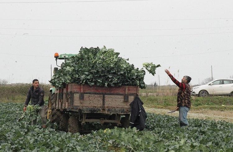 Bafra Ovası'nda brokoli hasadı Görseli