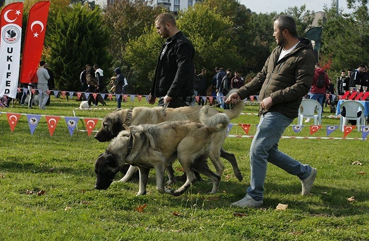 35 farklı ırktan 250 köpek yarıştı Görseli
