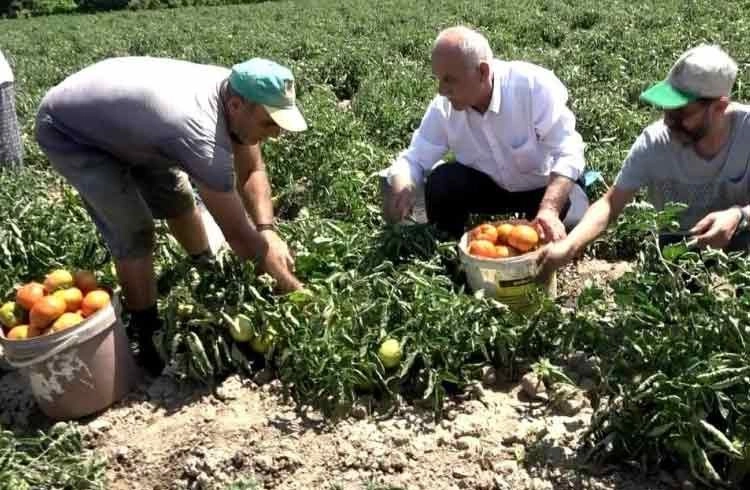 Bafra Ovası'nda domates hasadı başladı Görseli
