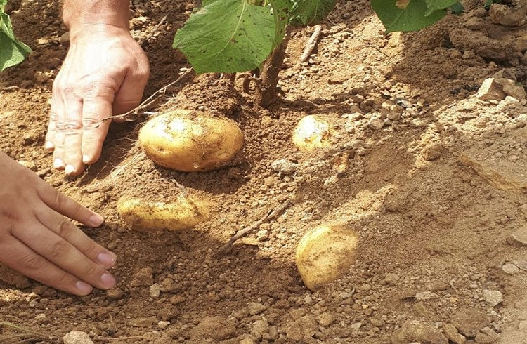 Patates Üretimi Artıyor Görseli