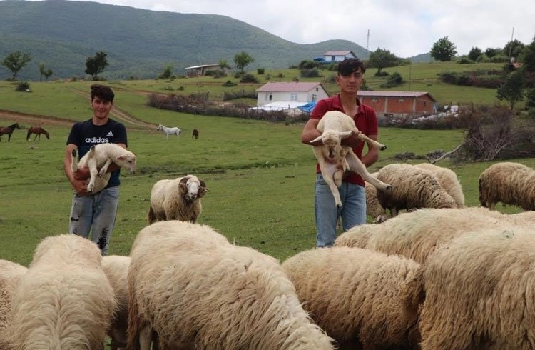Sertifikalı Çoban olmak için 'Sürü Yönetimi Kursu' Görseli